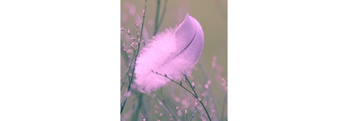 img feather sollievo 25