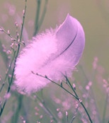 img-feather-sollievo-25.jpg