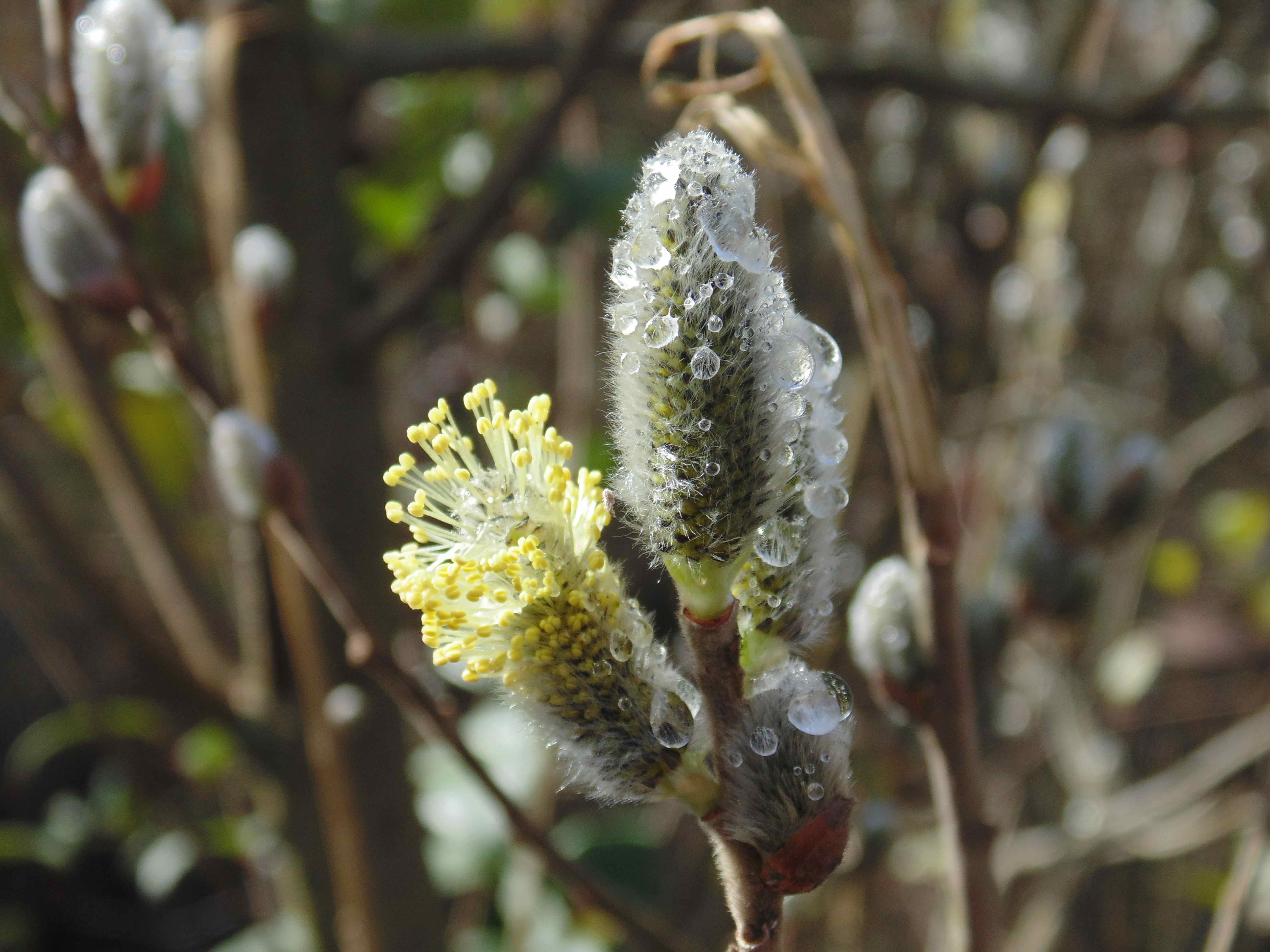 Alen Pignat - Rugiada del mattino