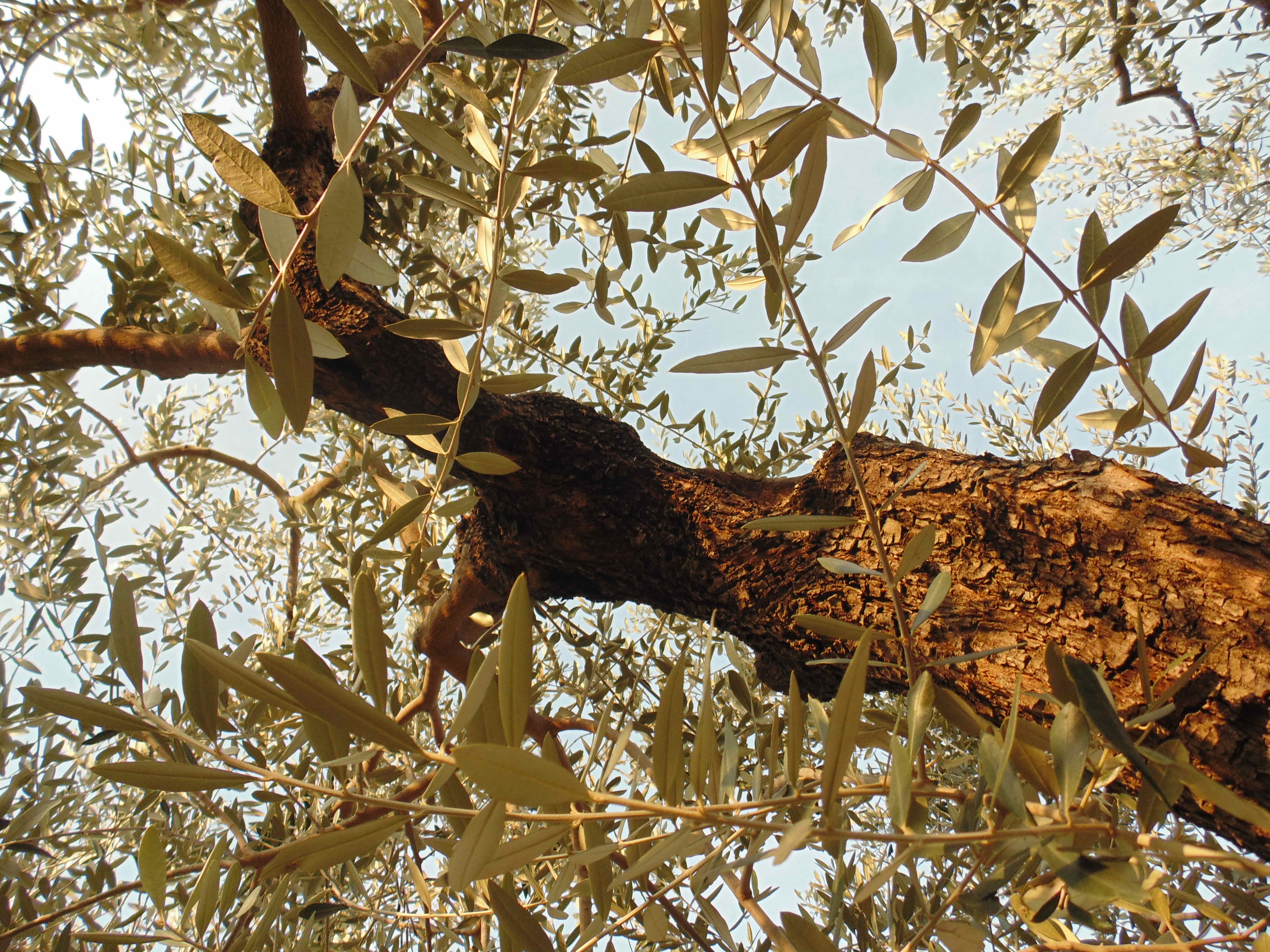 Alen Pignat - Rugiada del mattino