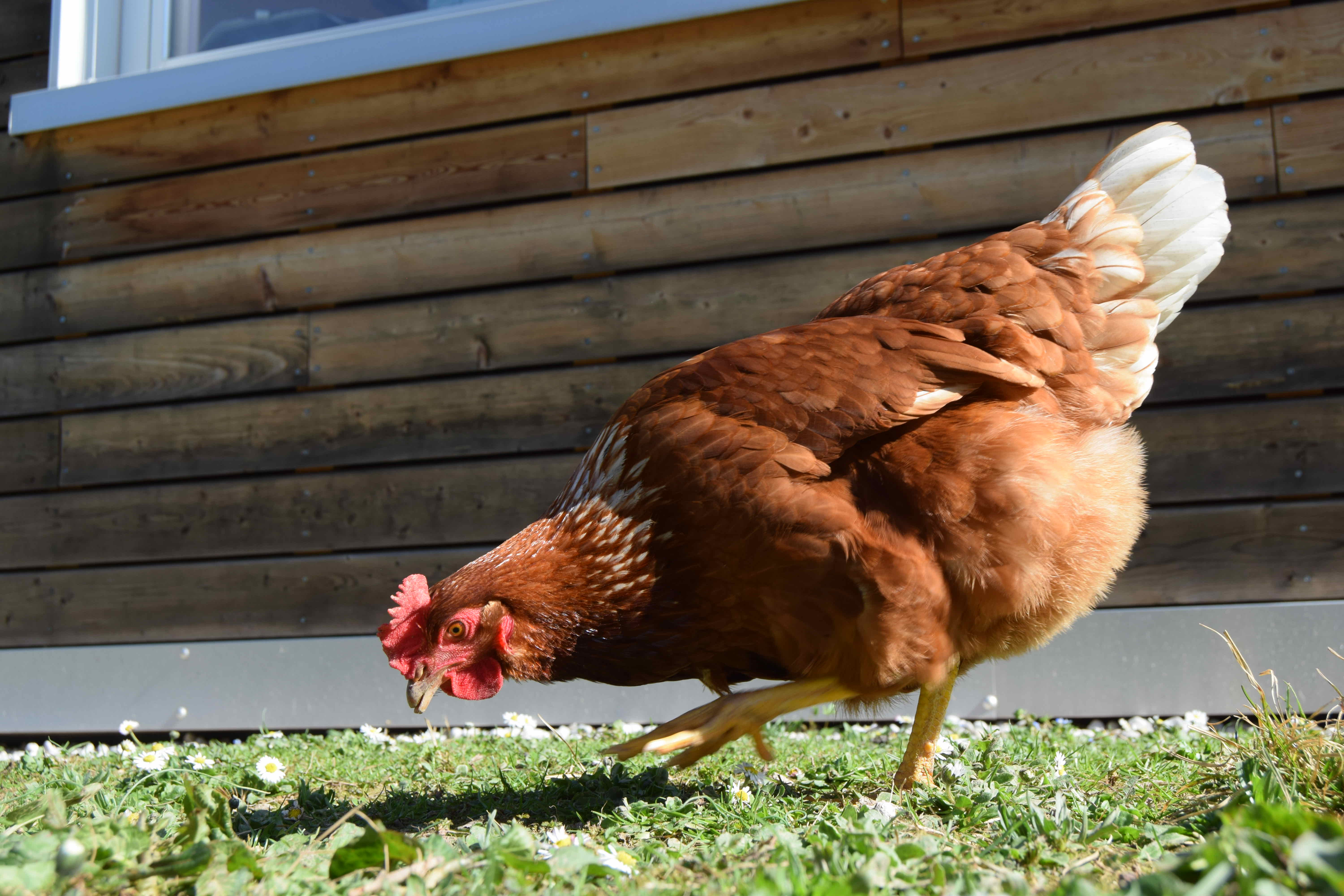 Massimo Marson - Galline - Immagine selezionata