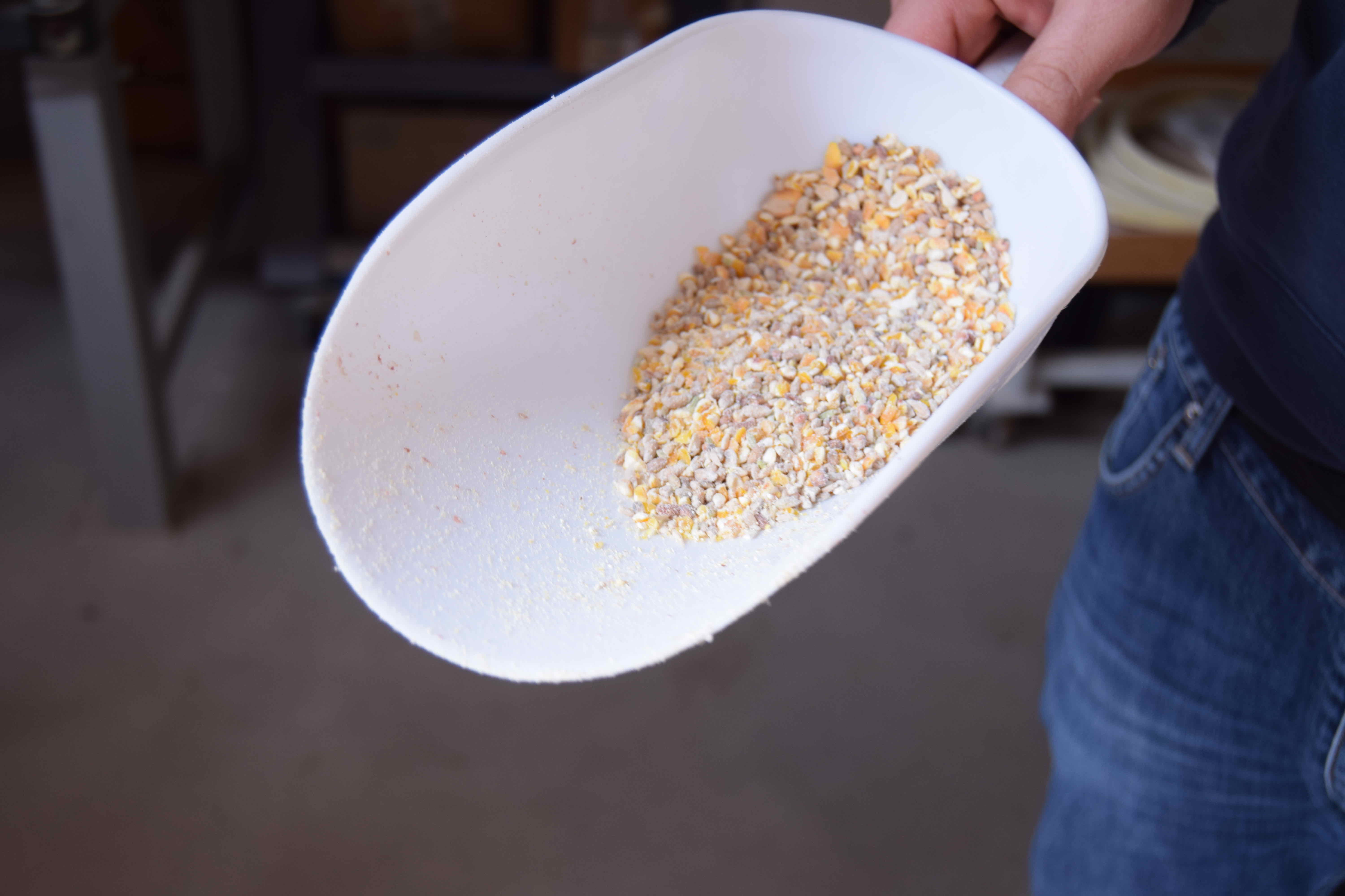 Massimo Marson - Galline - Immagine selezionata