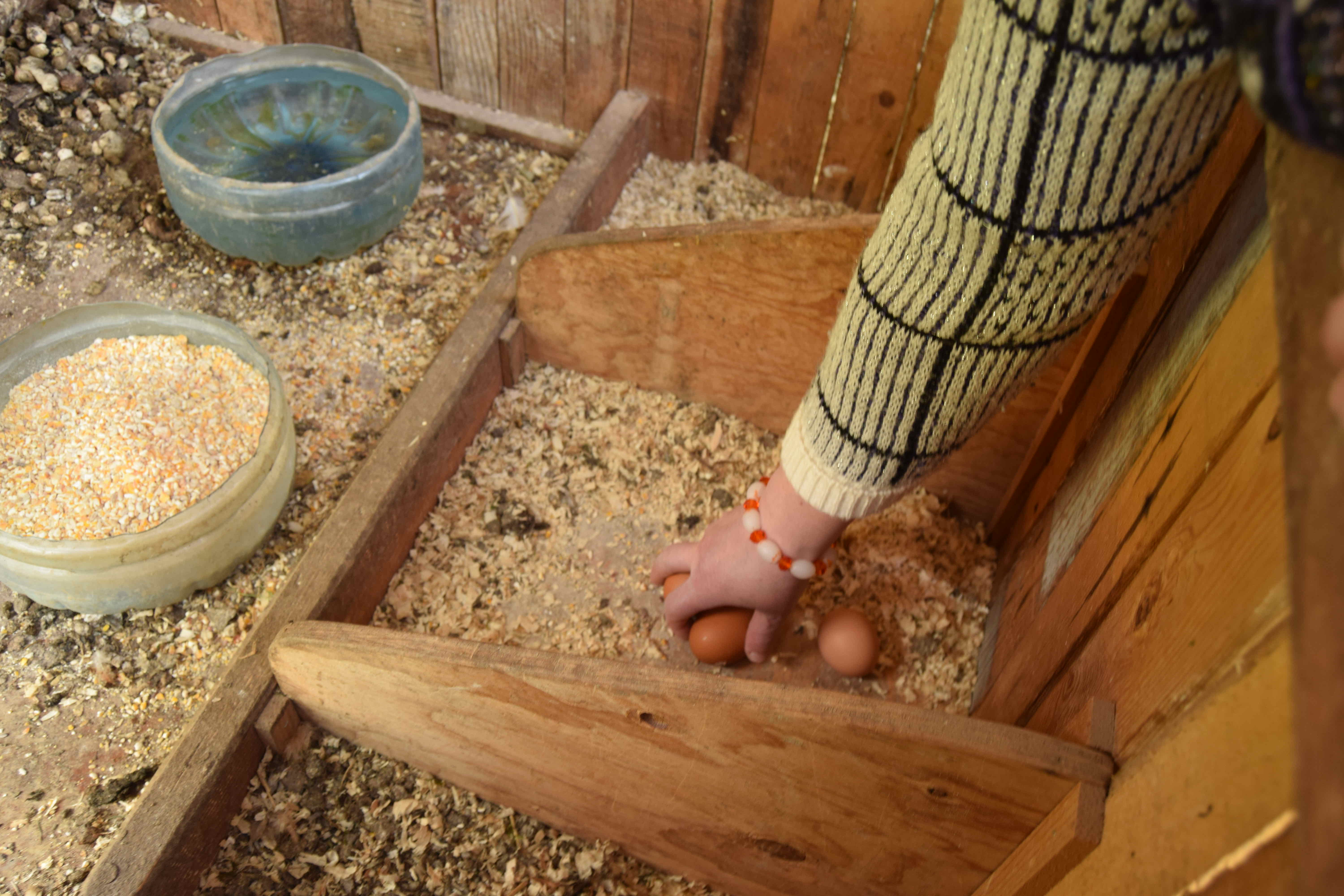 Massimo Marson - Galline - Immagine selezionata