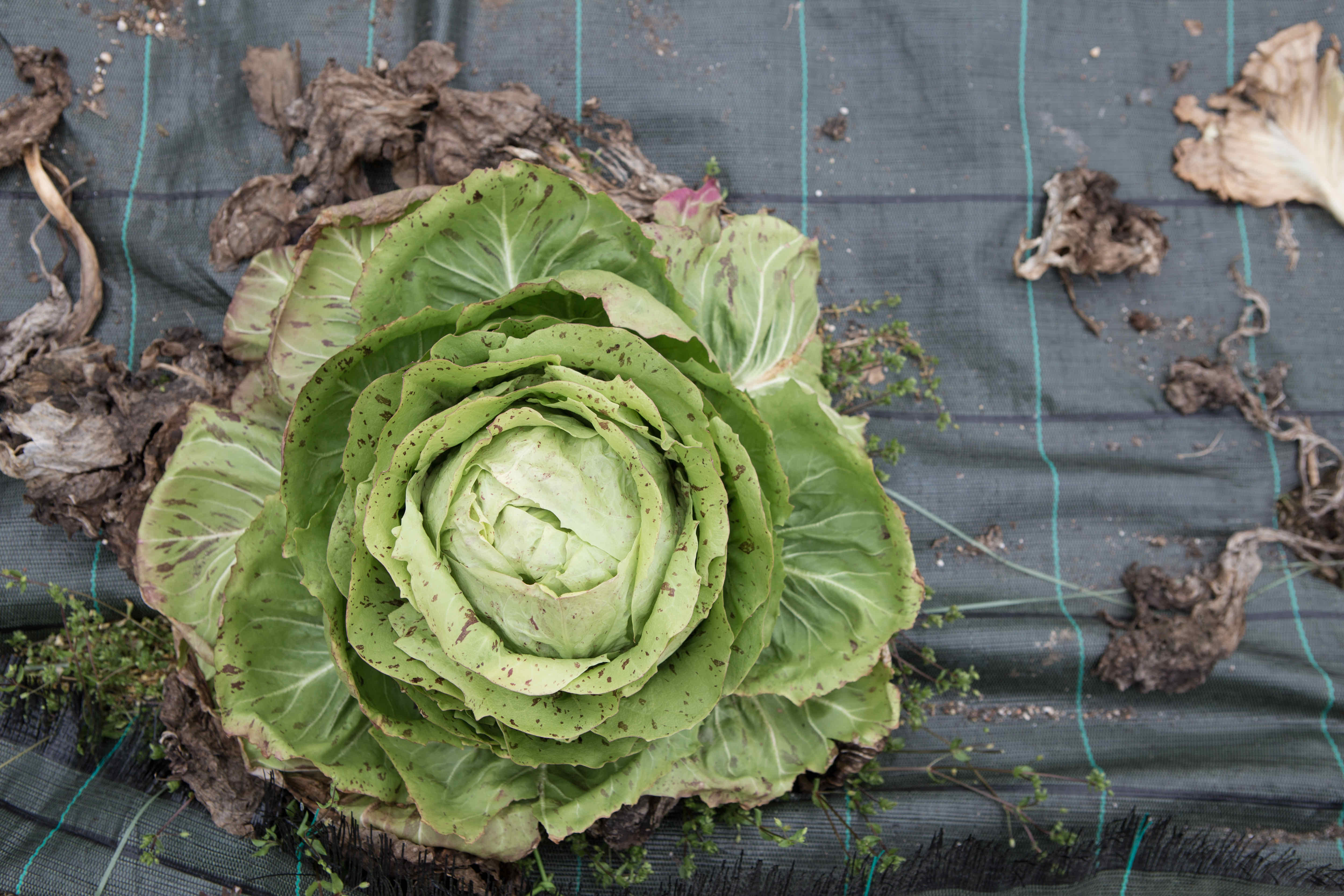 Fabio Passador - La cura dell'orto