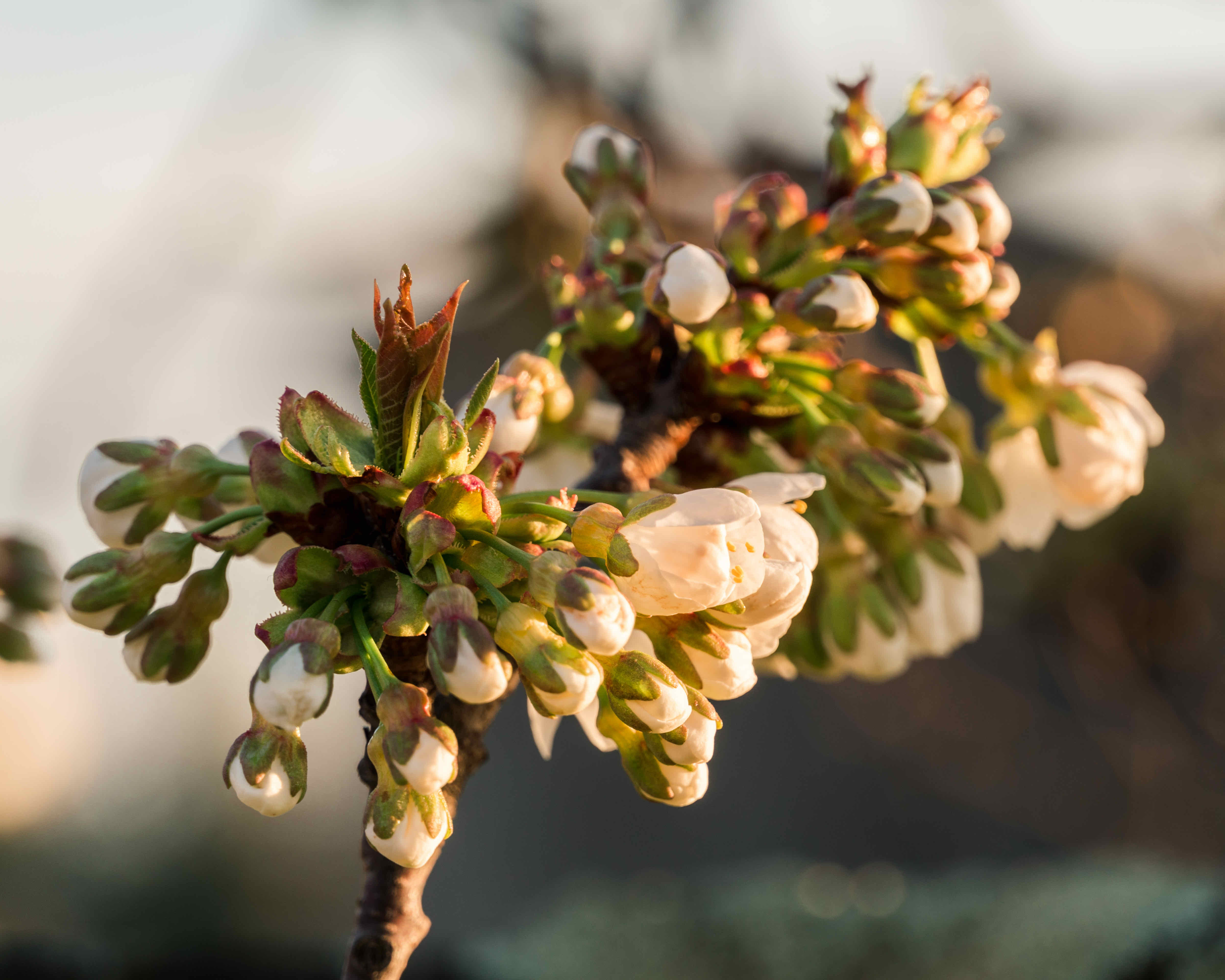 Stefan Nita - La primavera - Immagine selezionata