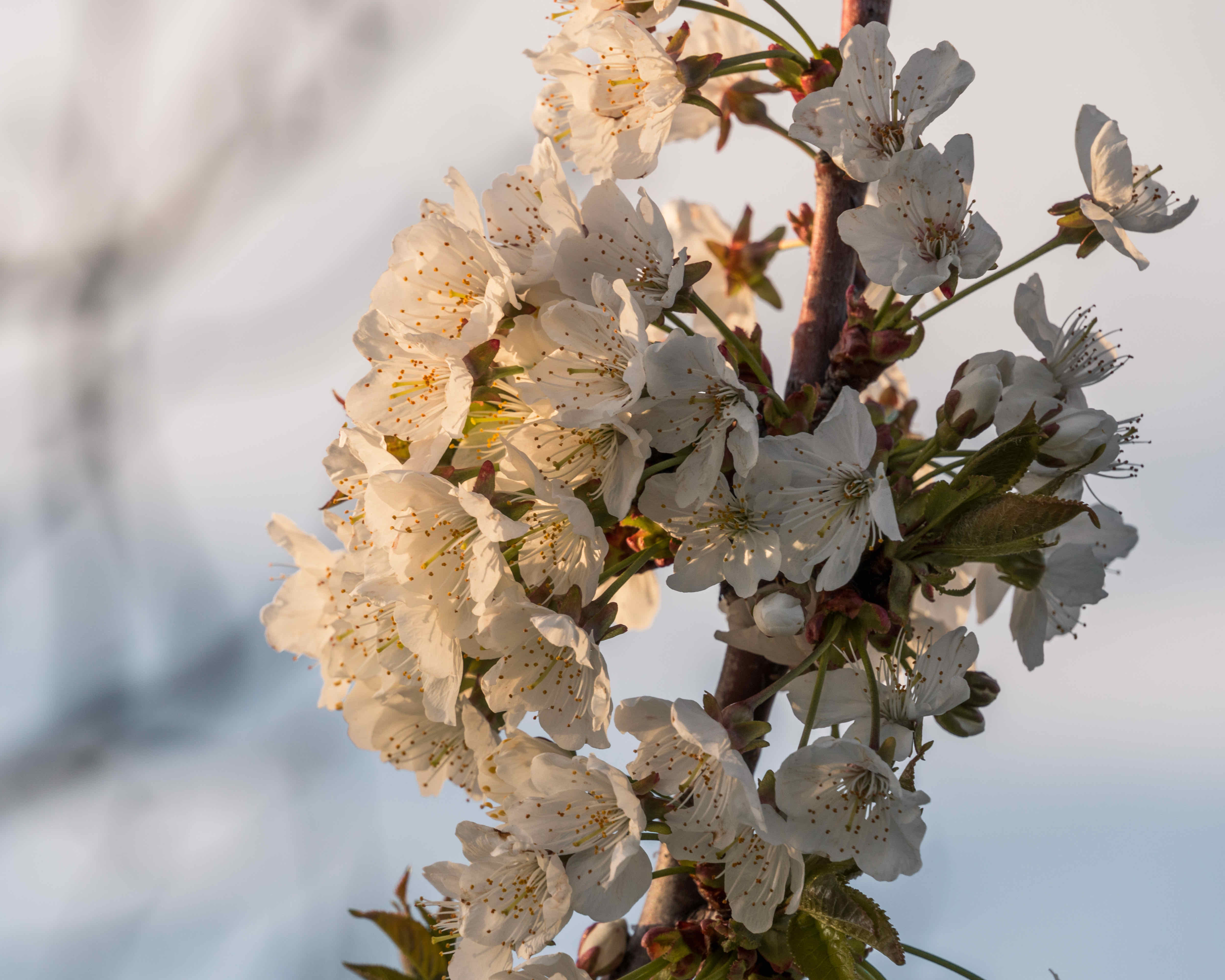 Stefan Nita - La primavera - Immagine selezionata