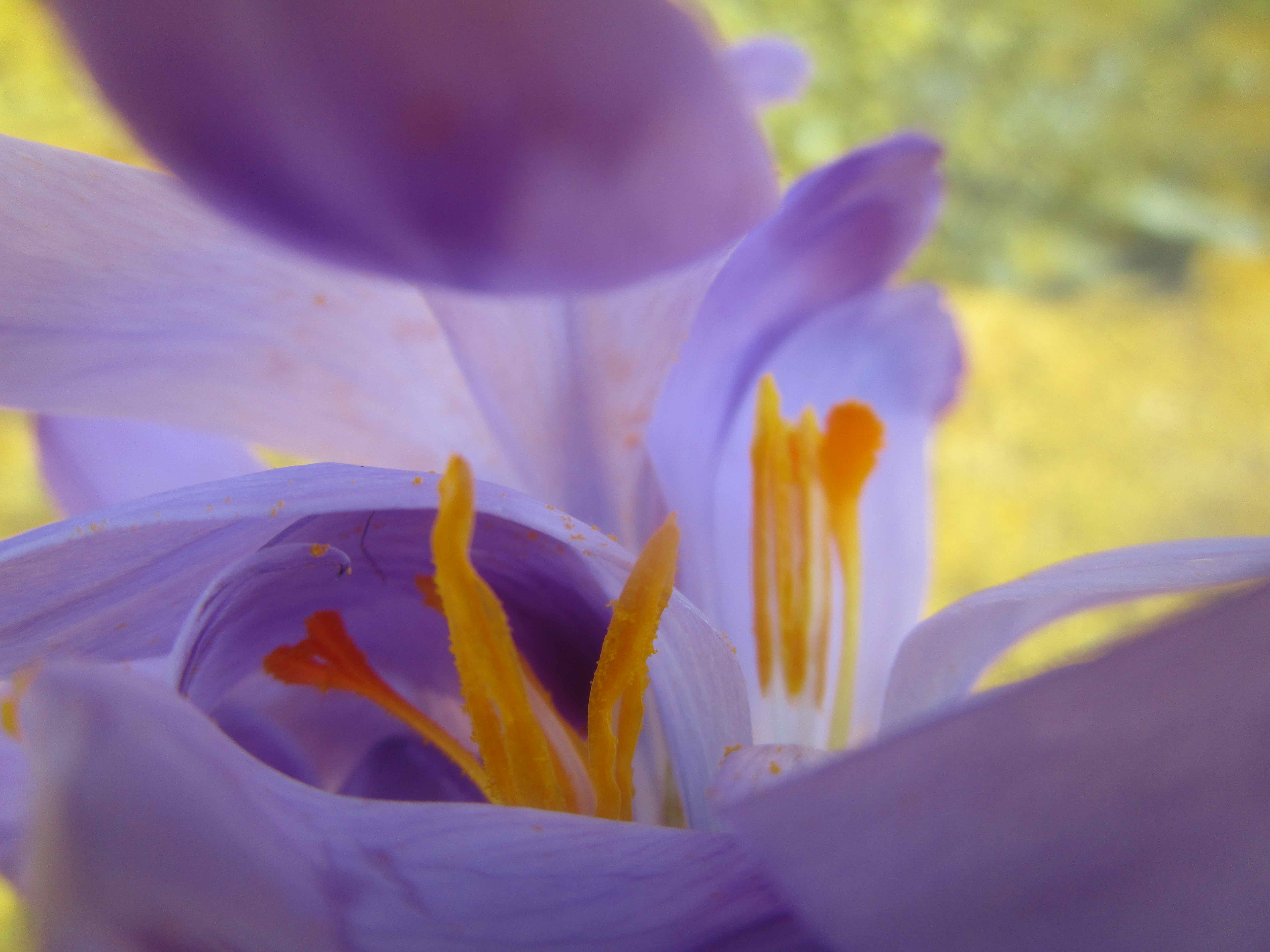 Dario Scotti - Luce e colore