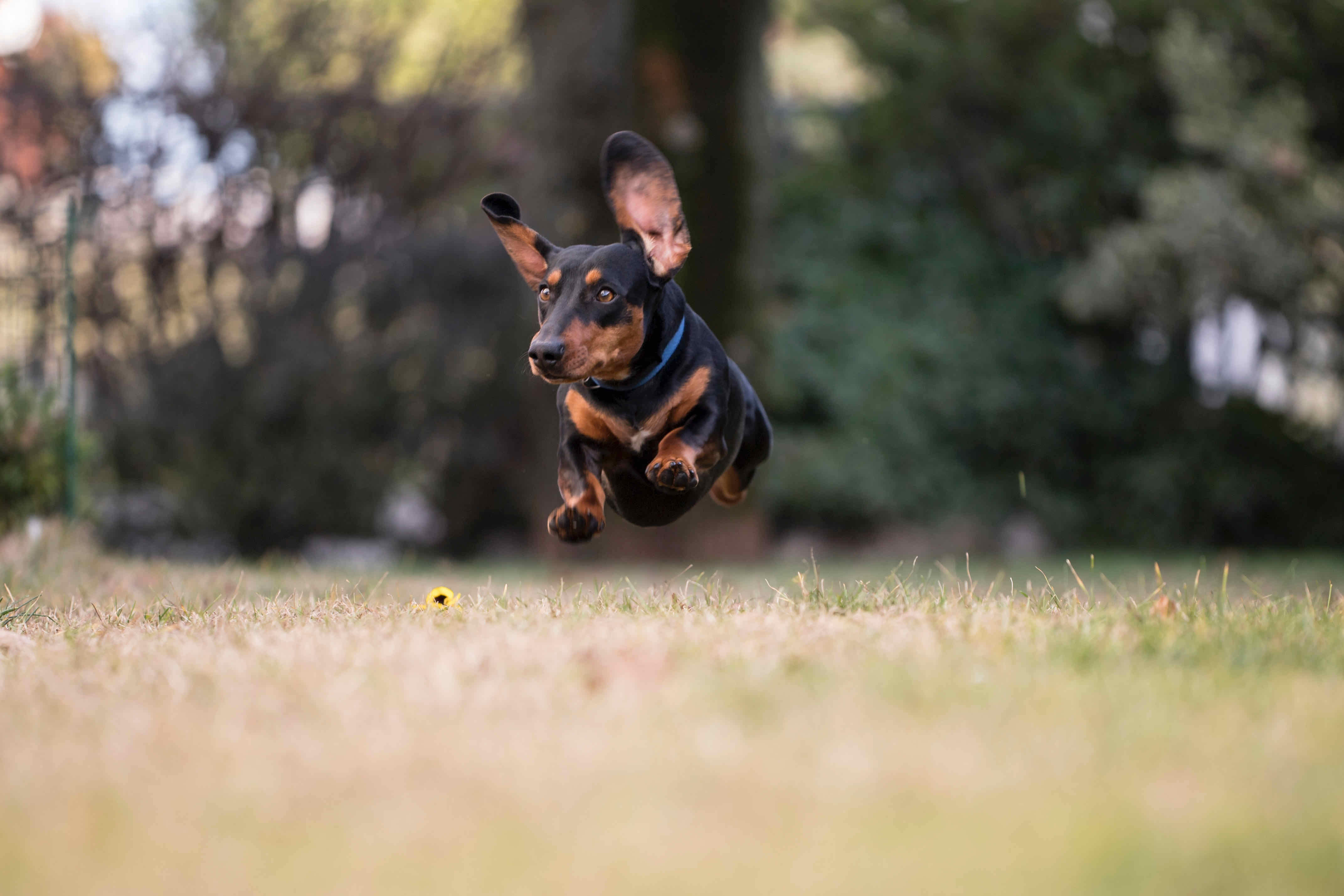 Valentina Dalla Bona - Bambino chitarra
